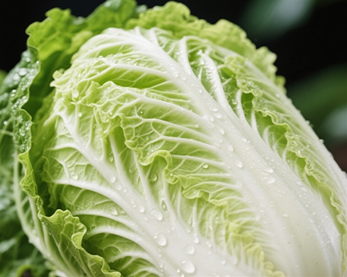 Chinese cabbage